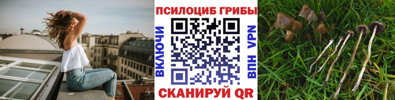 Псилоцибиновые грибы GOLDEN TEACHER  где продают наркотики  Бакал 
